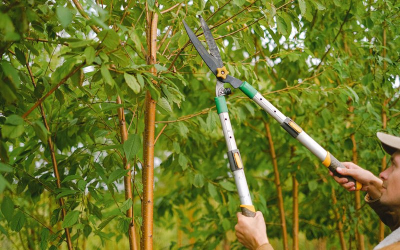 Tree trimming in Millston, WI